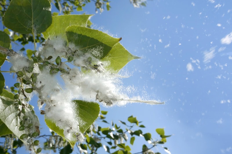 A tree in the sunshine that is emitting pollen and causing allergies.
