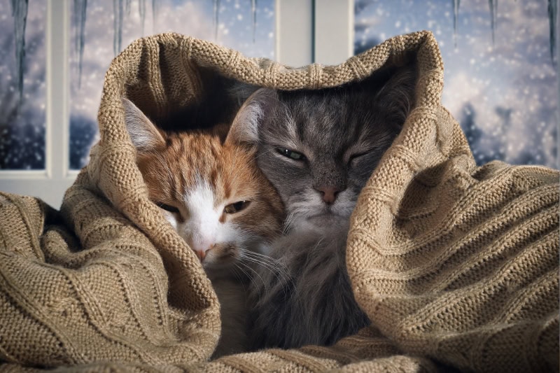 Two cats hide under the blanket. Outside, the winter snow. The concept of home comfort, security, warmth.