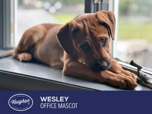 Vaughan Comfort Services employee; Wes - Office Mascot.